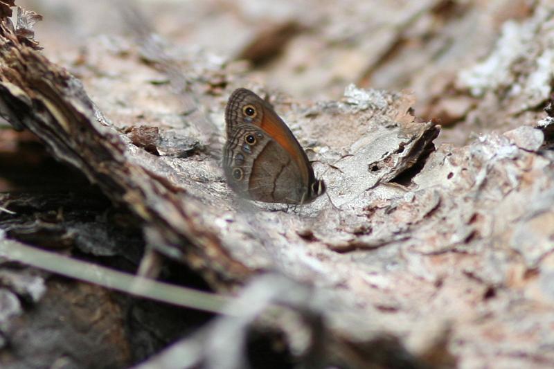 Mead's Wood-Nymph FtDavisAug08 108.jpg